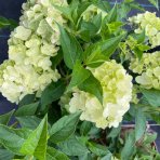 Hortenzia metlinatá (Hydrangea paniculata) ‘PETITE STAR’® - výška 30-40 cm, kont. C2L